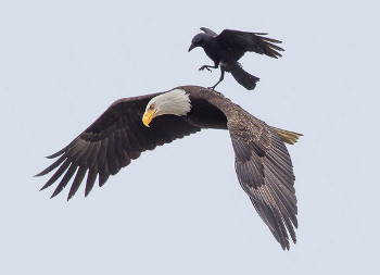 crow-eagle